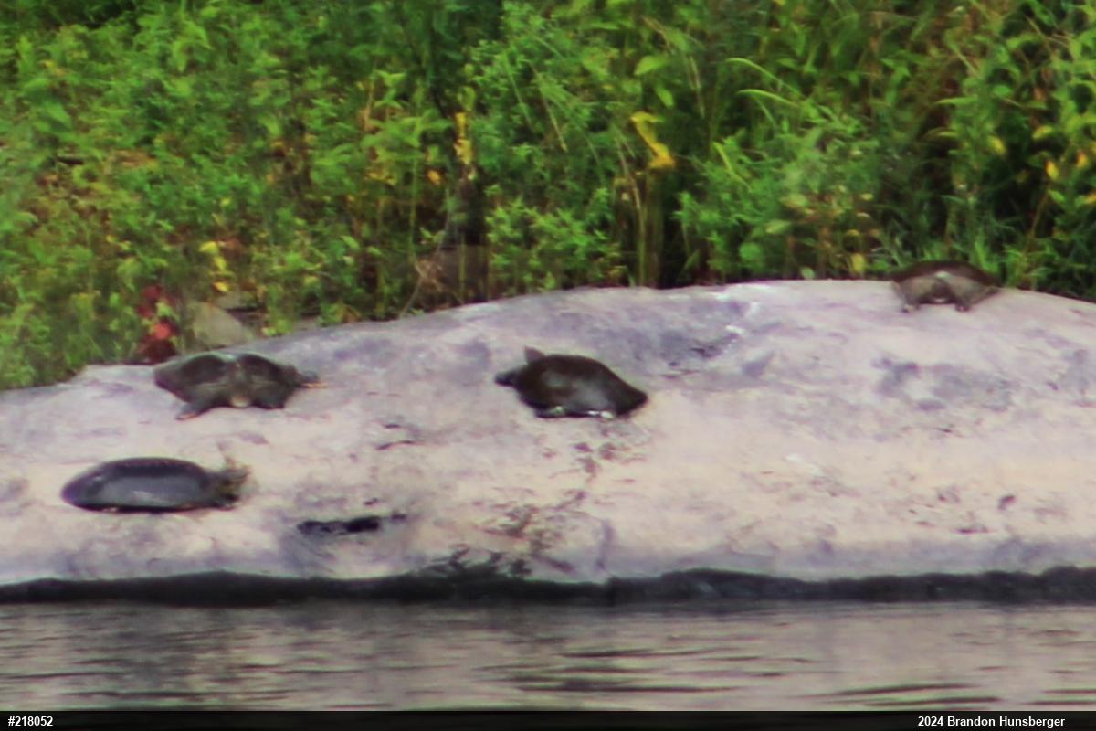 Eastern Spiny Softshell
