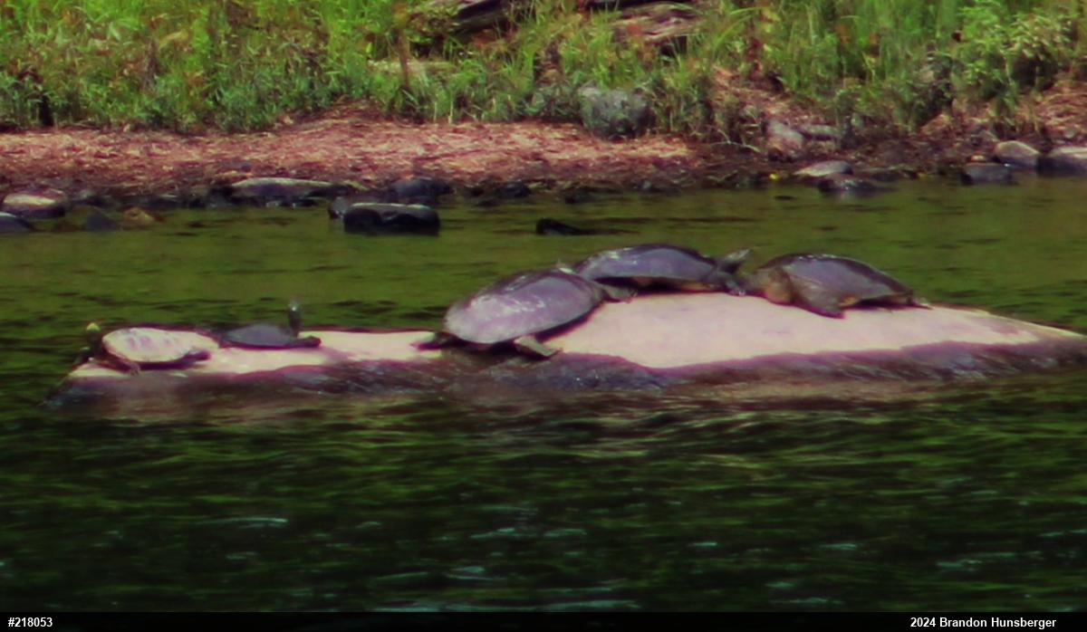 Eastern Spiny Softshell