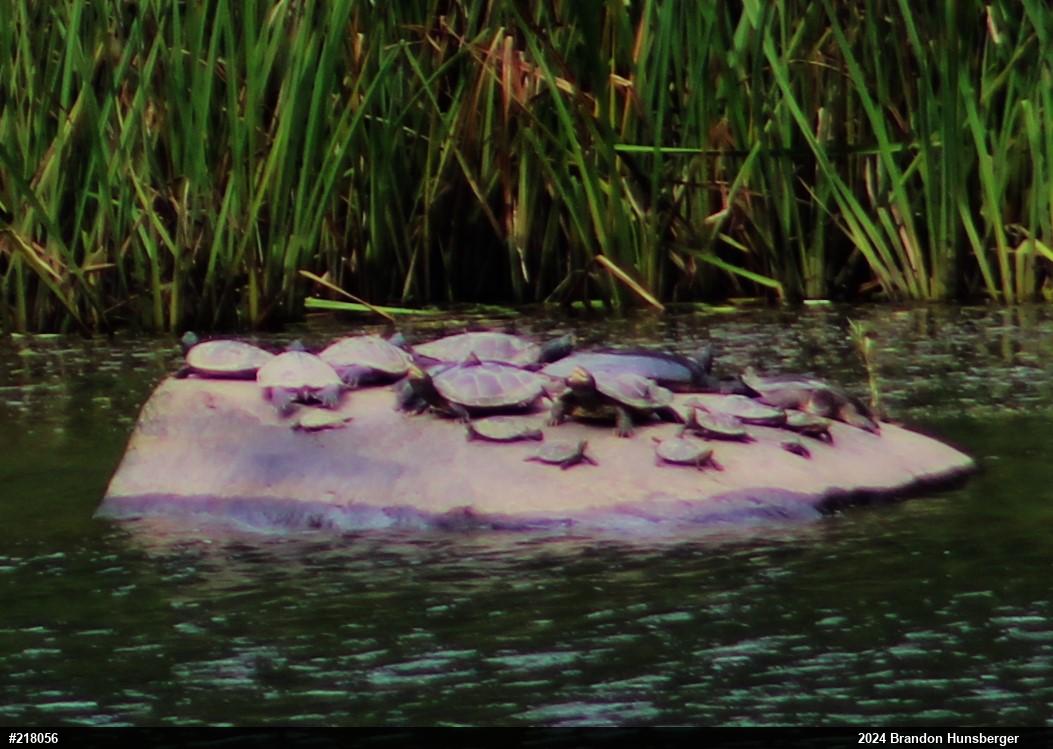 Eastern Spiny Softshell