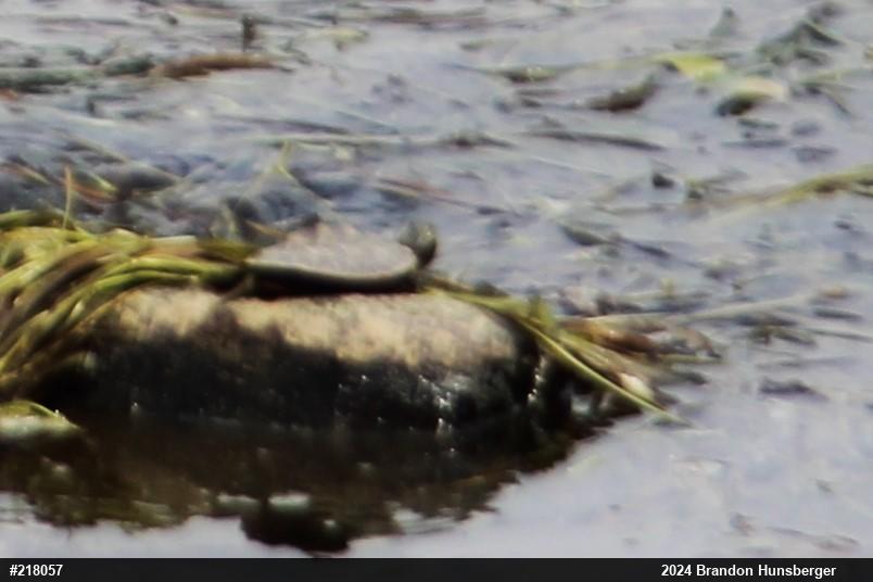 Northern Map Turtle