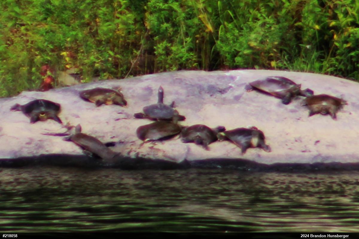Eastern Spiny Softshell