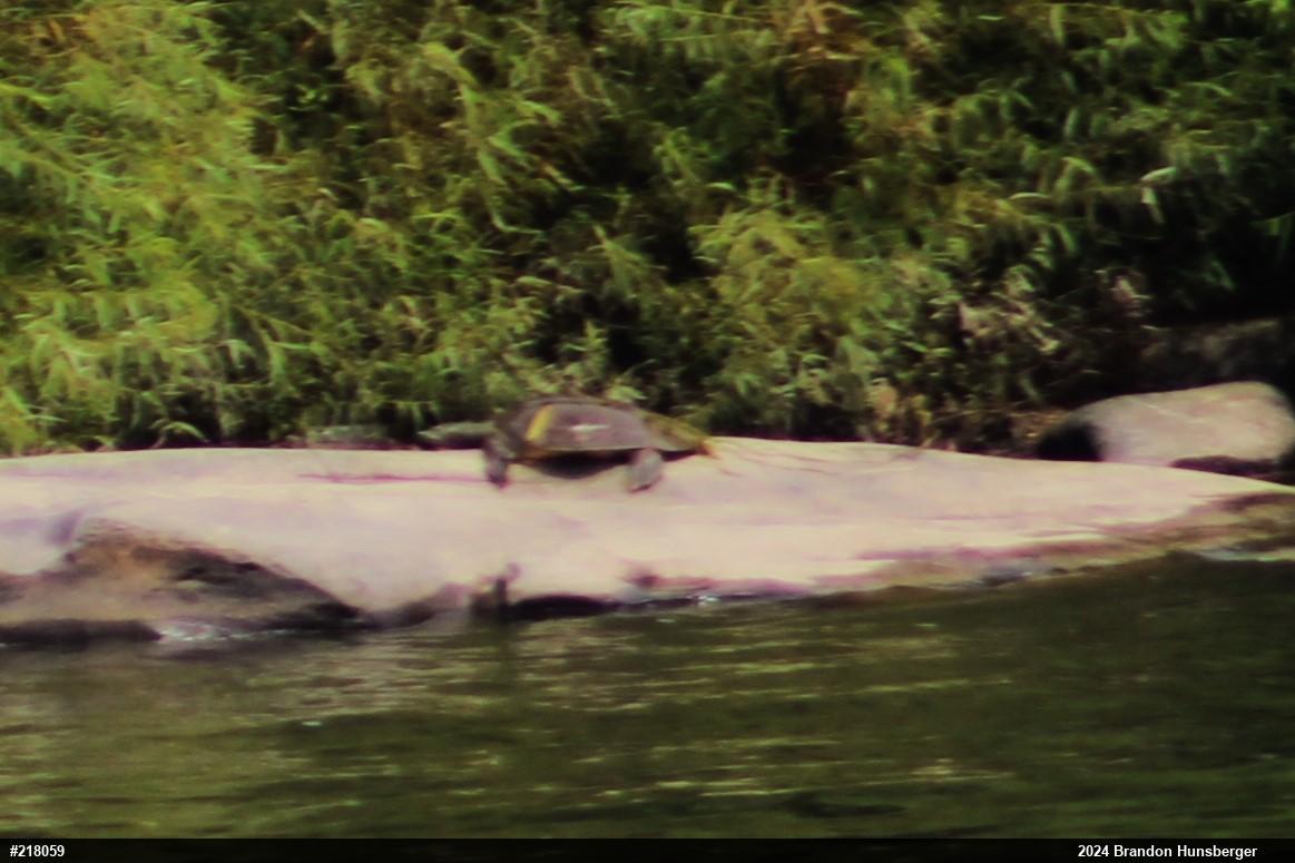 Eastern Spiny Softshell