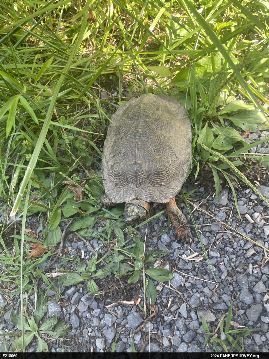 Wood Turtle