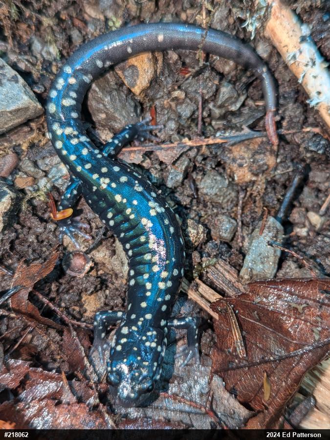 Northern Slimy Salamander