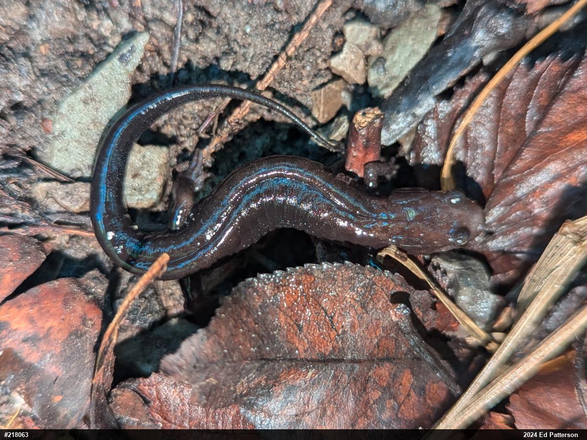 Allegheny Mountain Dusky Salamander