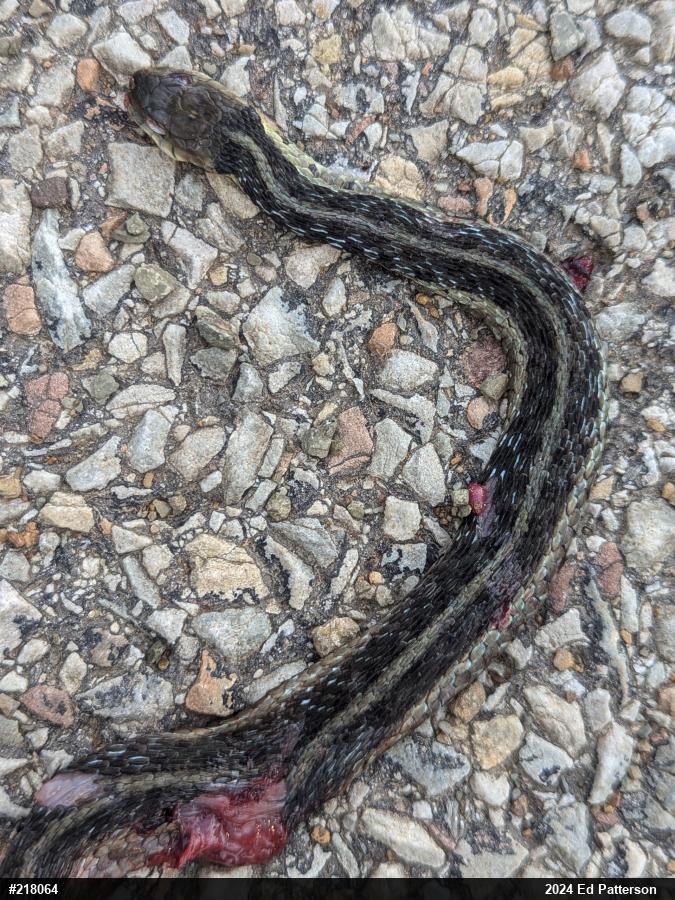 Eastern Gartersnake