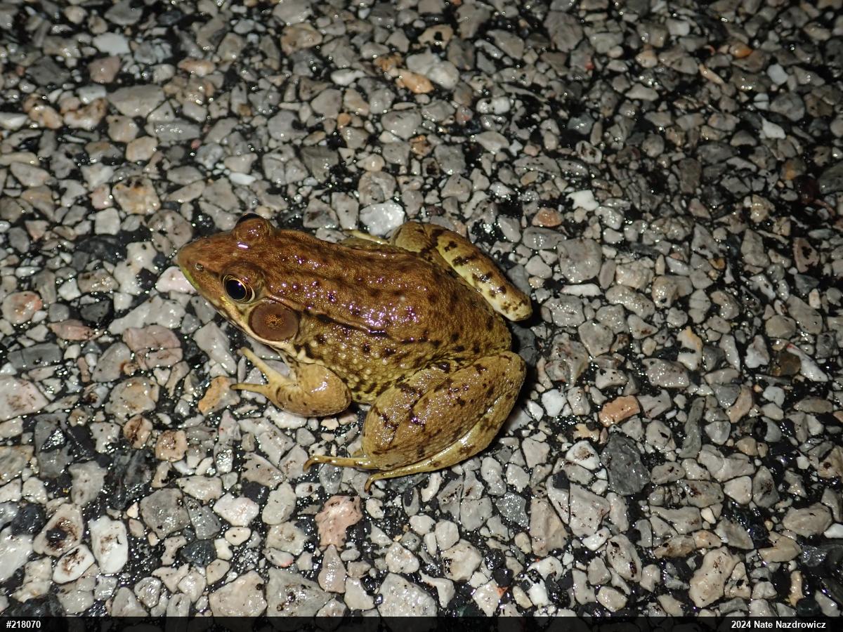 Green Frog