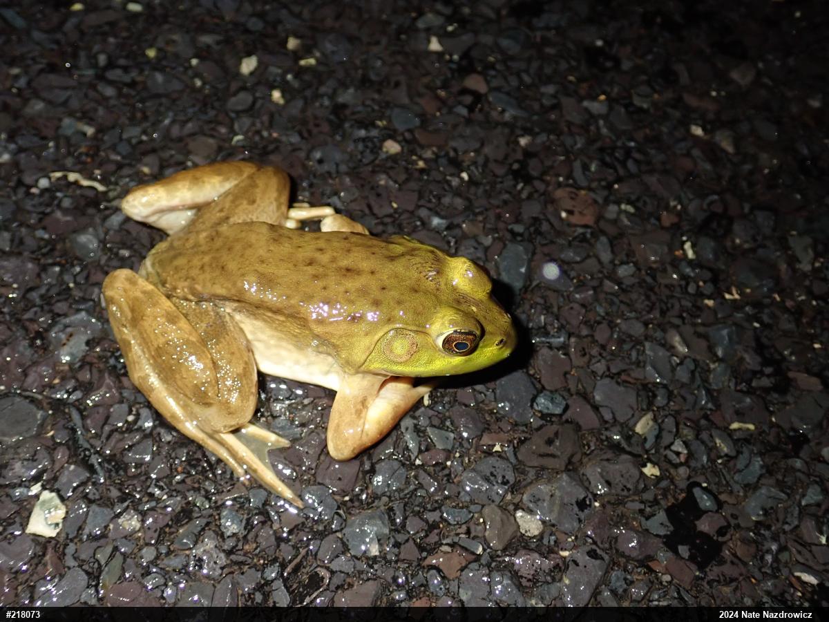 American Bullfrog