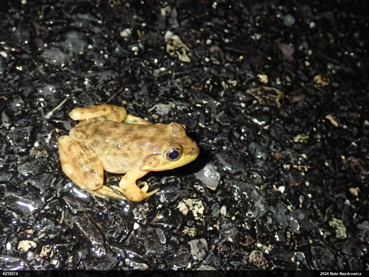 American Bullfrog