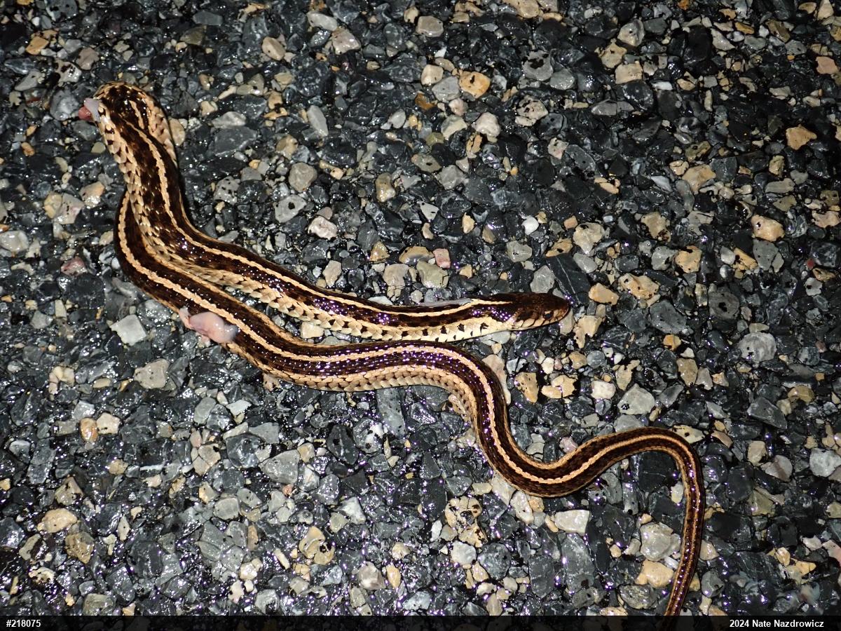 Eastern Gartersnake