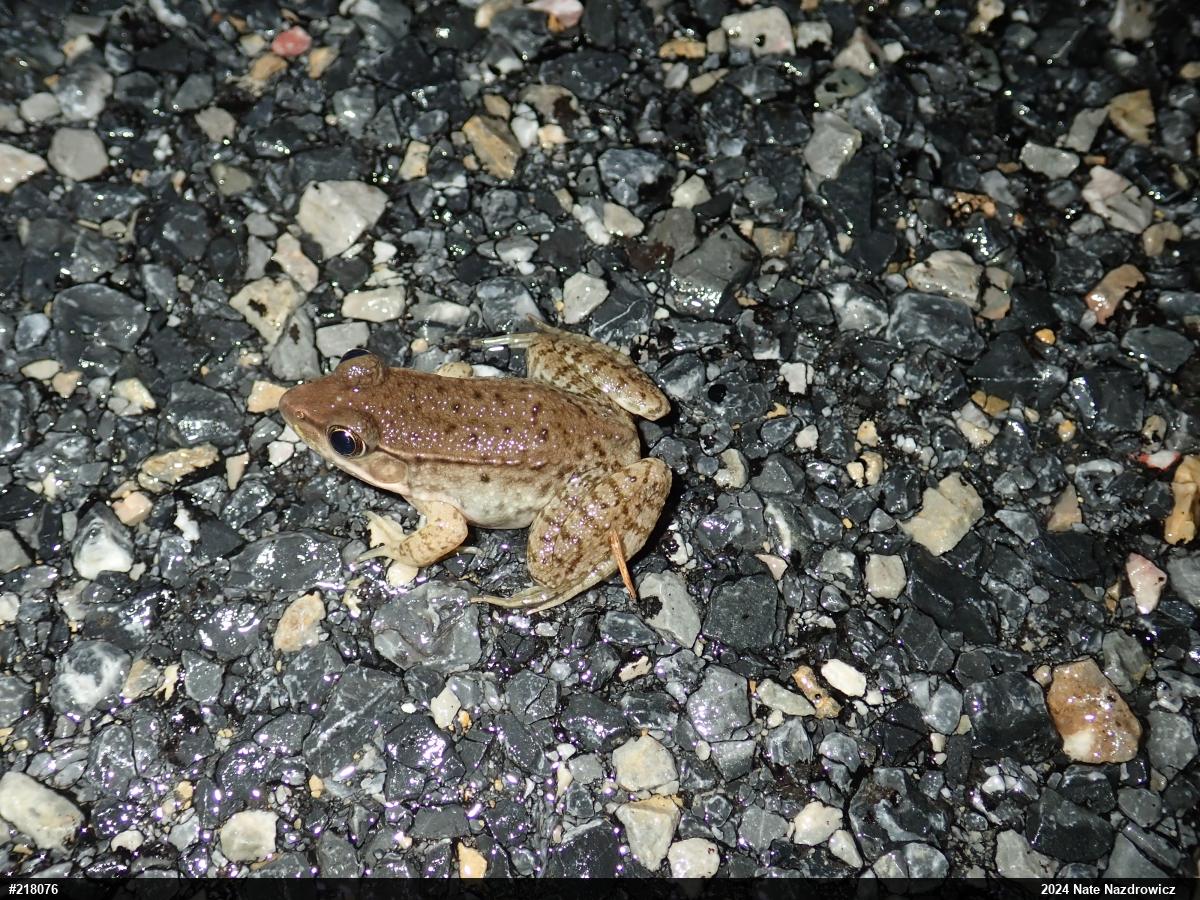 Green Frog