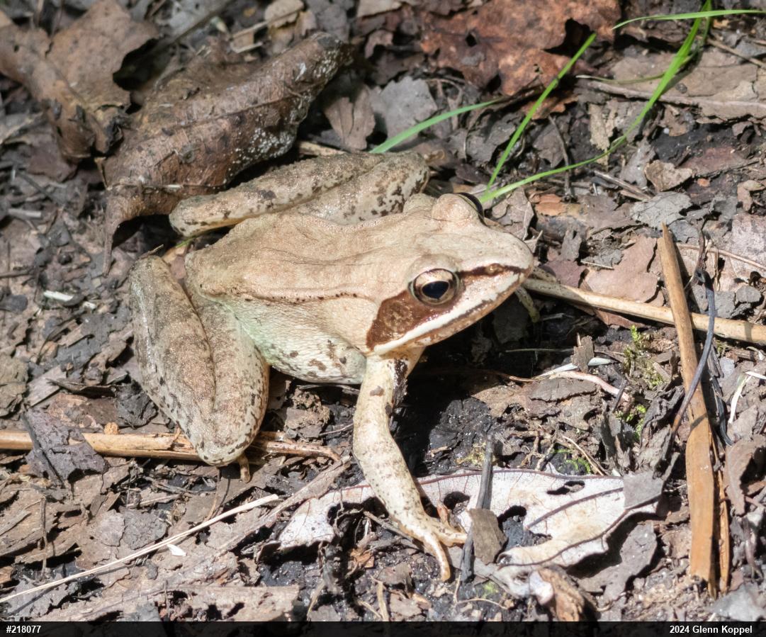 Wood Frog