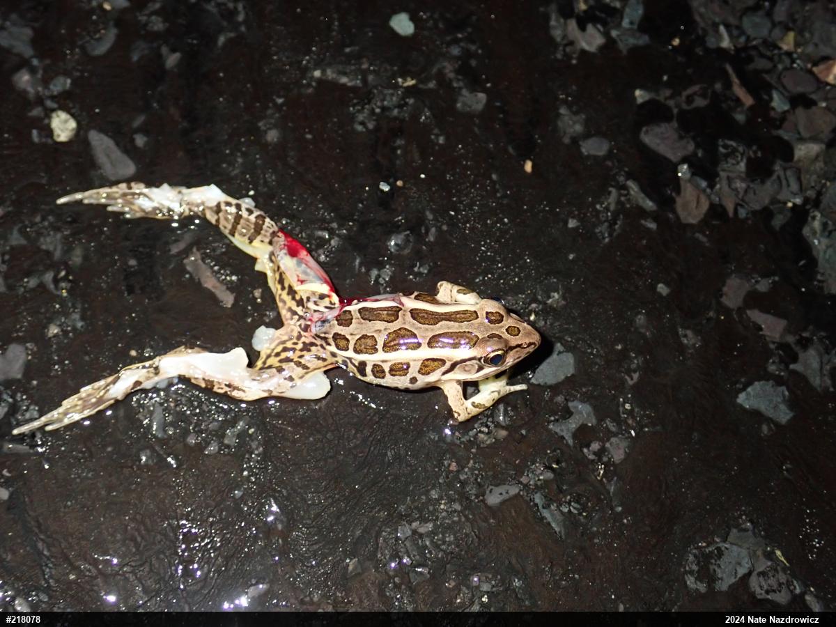 Pickerel Frog