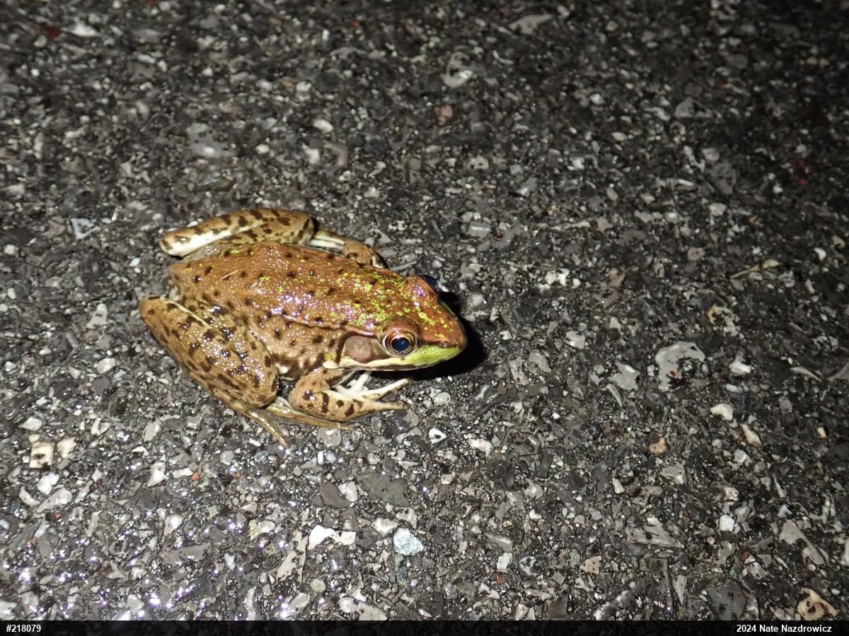 Green Frog