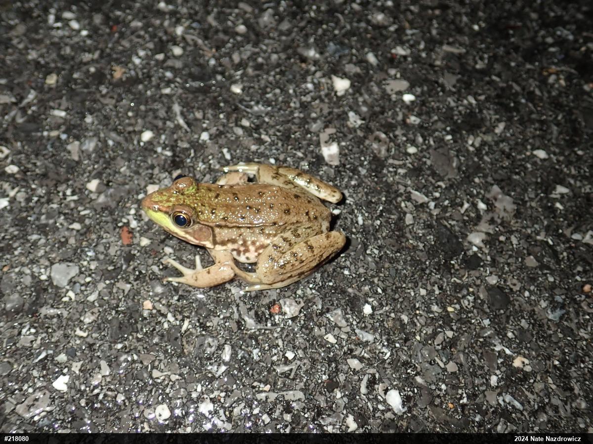 Green Frog