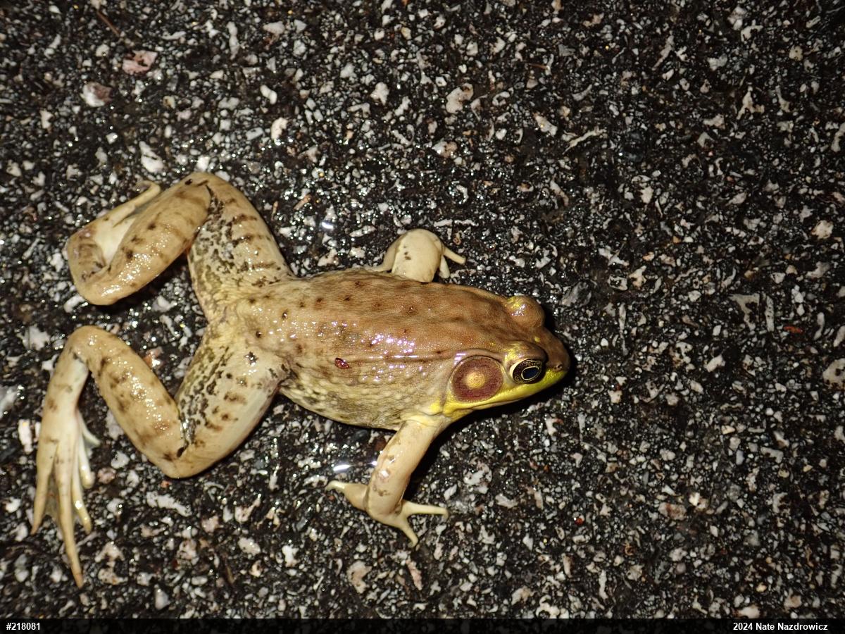 Green Frog