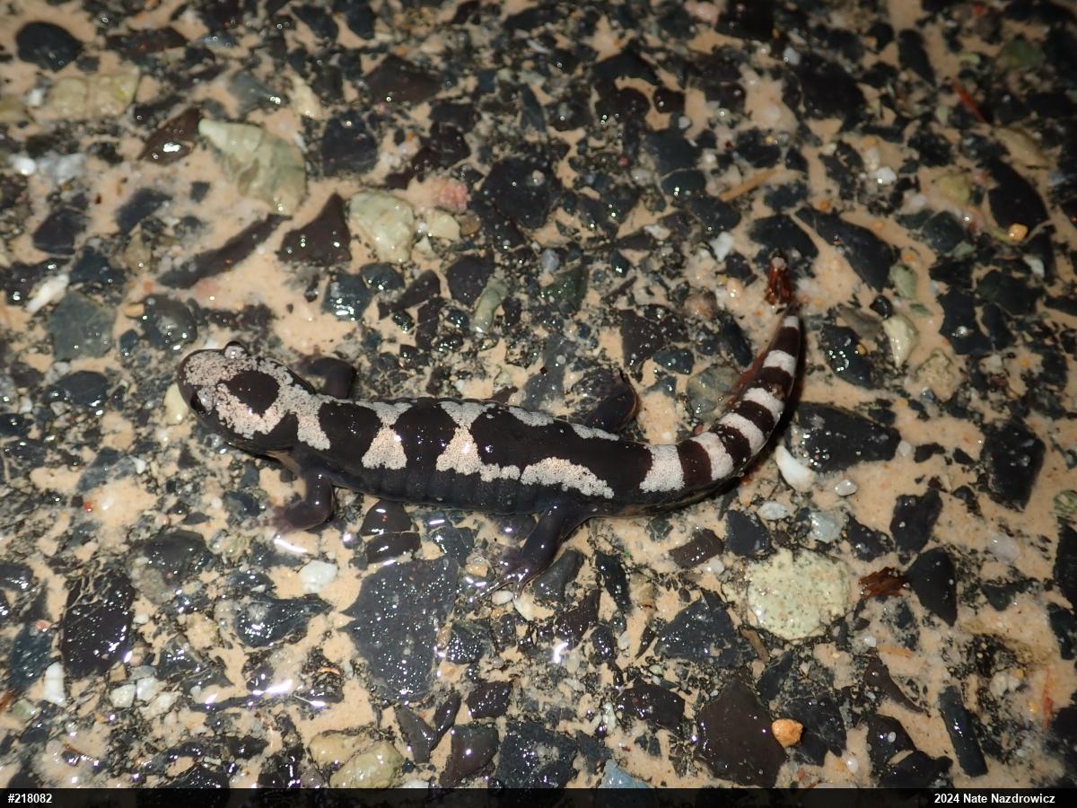Marbled Salamander