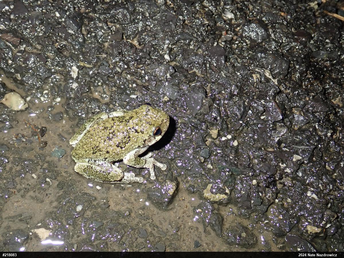 Unknown Gray Treefrog