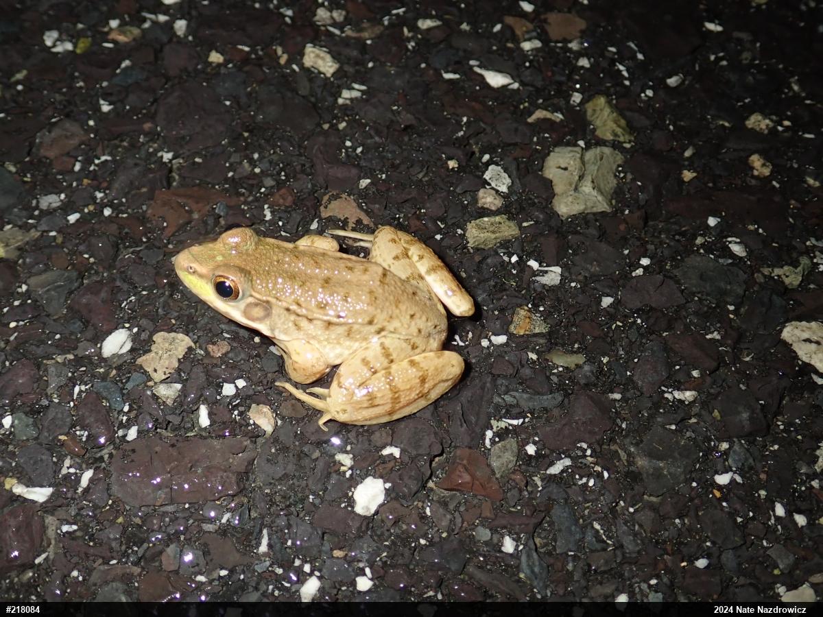 Green Frog
