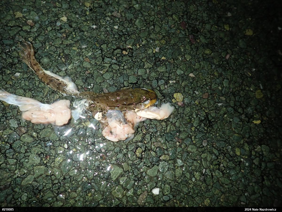 Green Frog