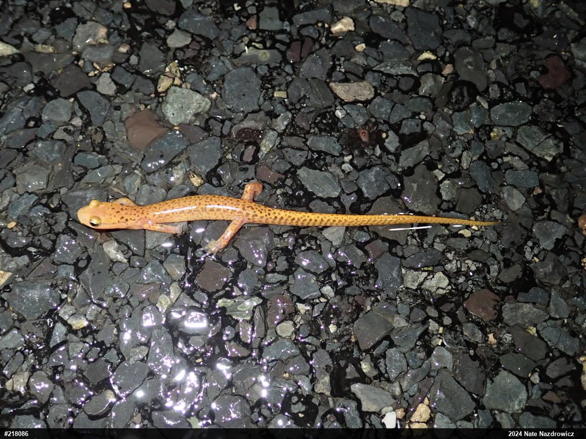 Eastern Long-tailed Salamander