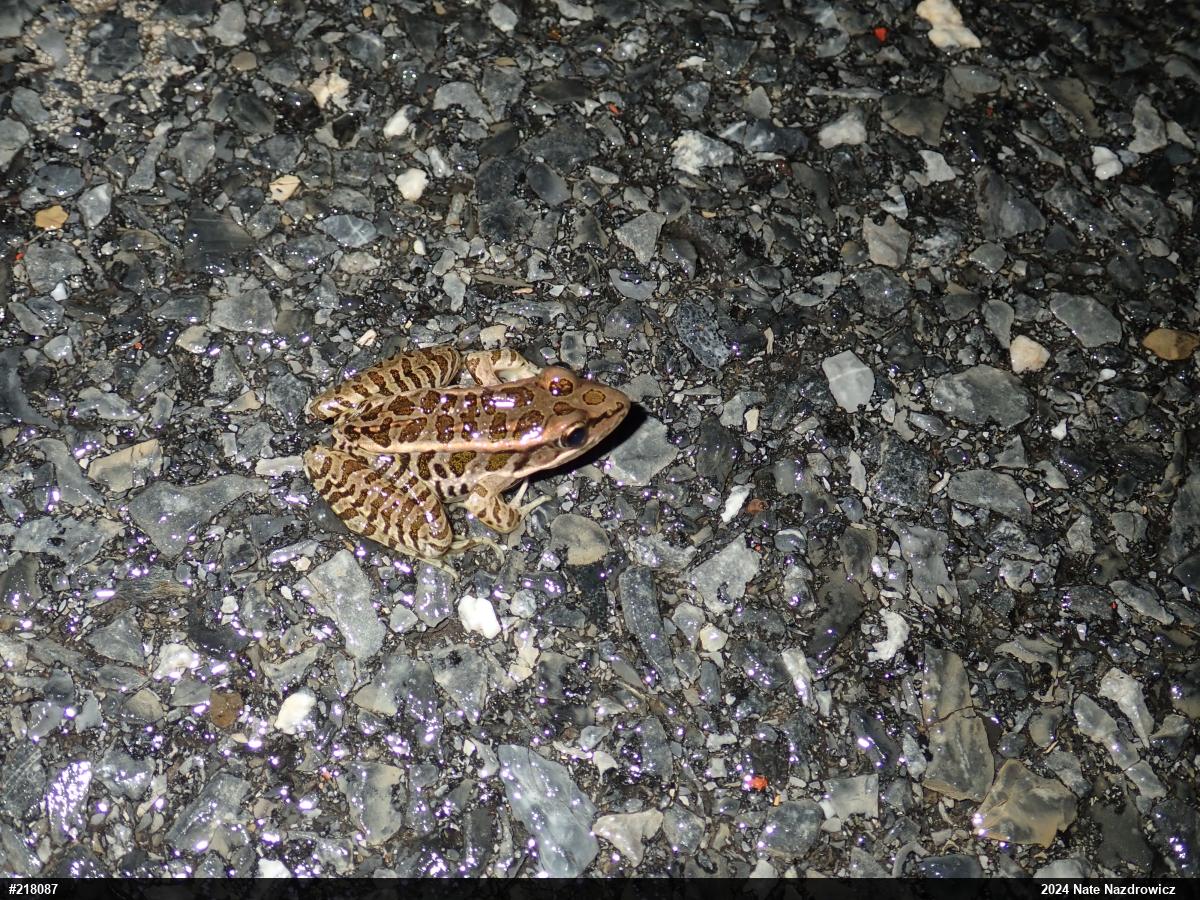 Pickerel Frog