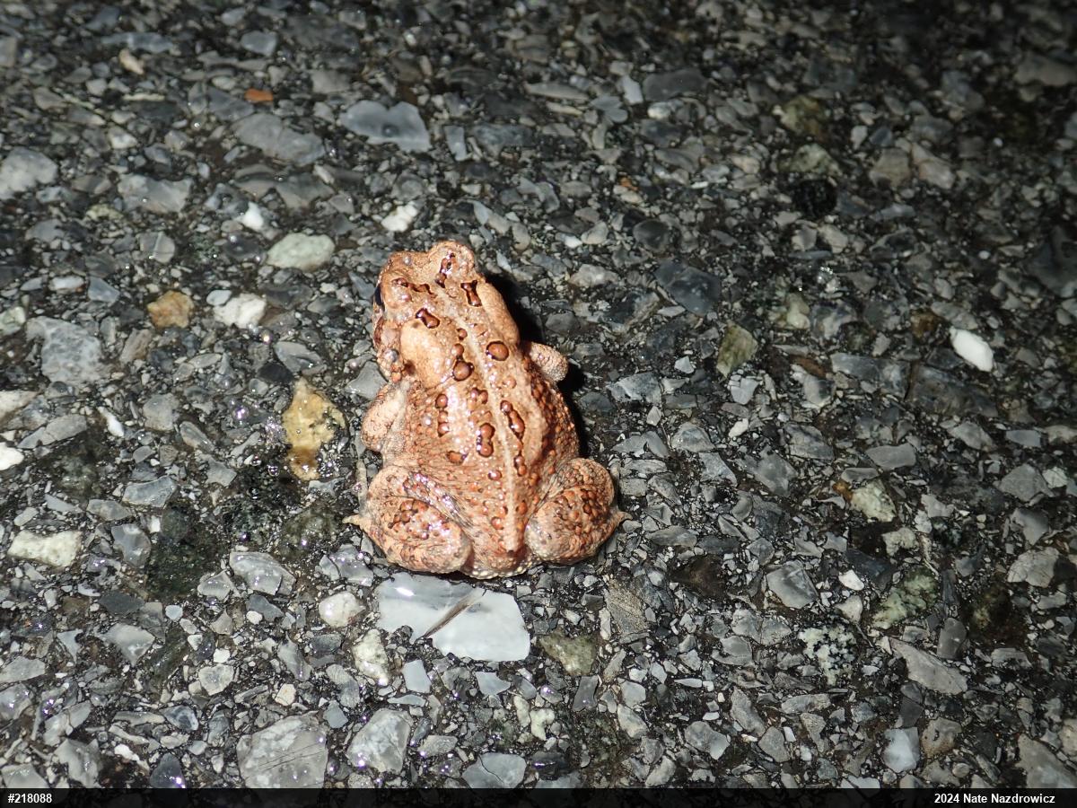Eastern American Toad
