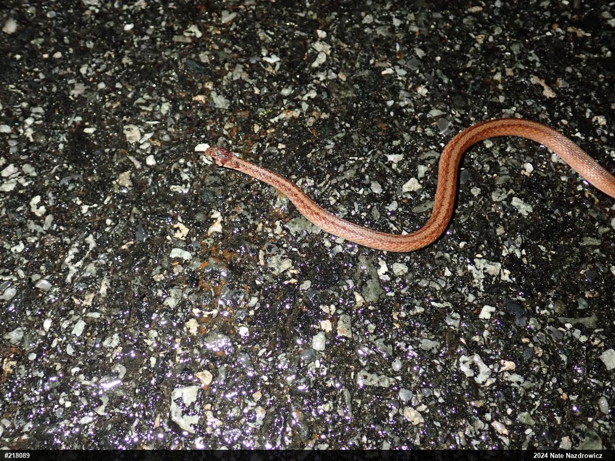 Dekay's Brownsnake