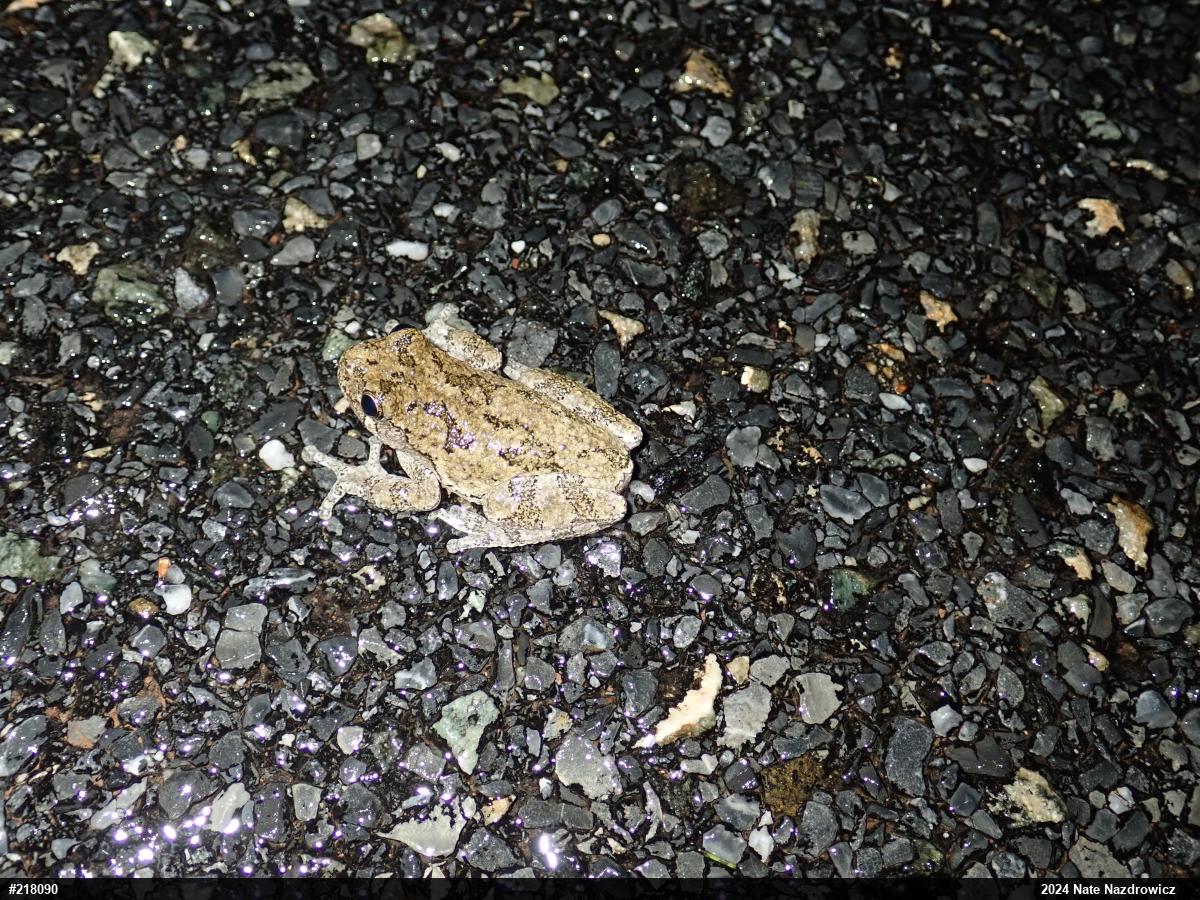 Unknown Gray Treefrog