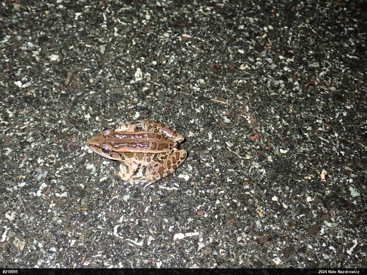 Pickerel Frog