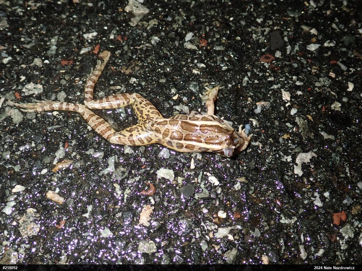 Pickerel Frog