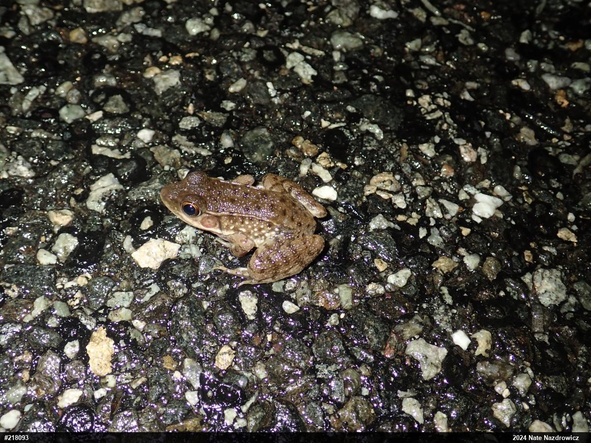 Green Frog
