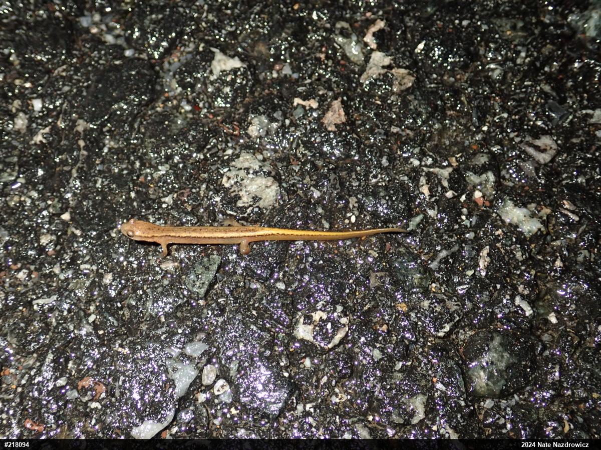 Northern Two-lined Salamander