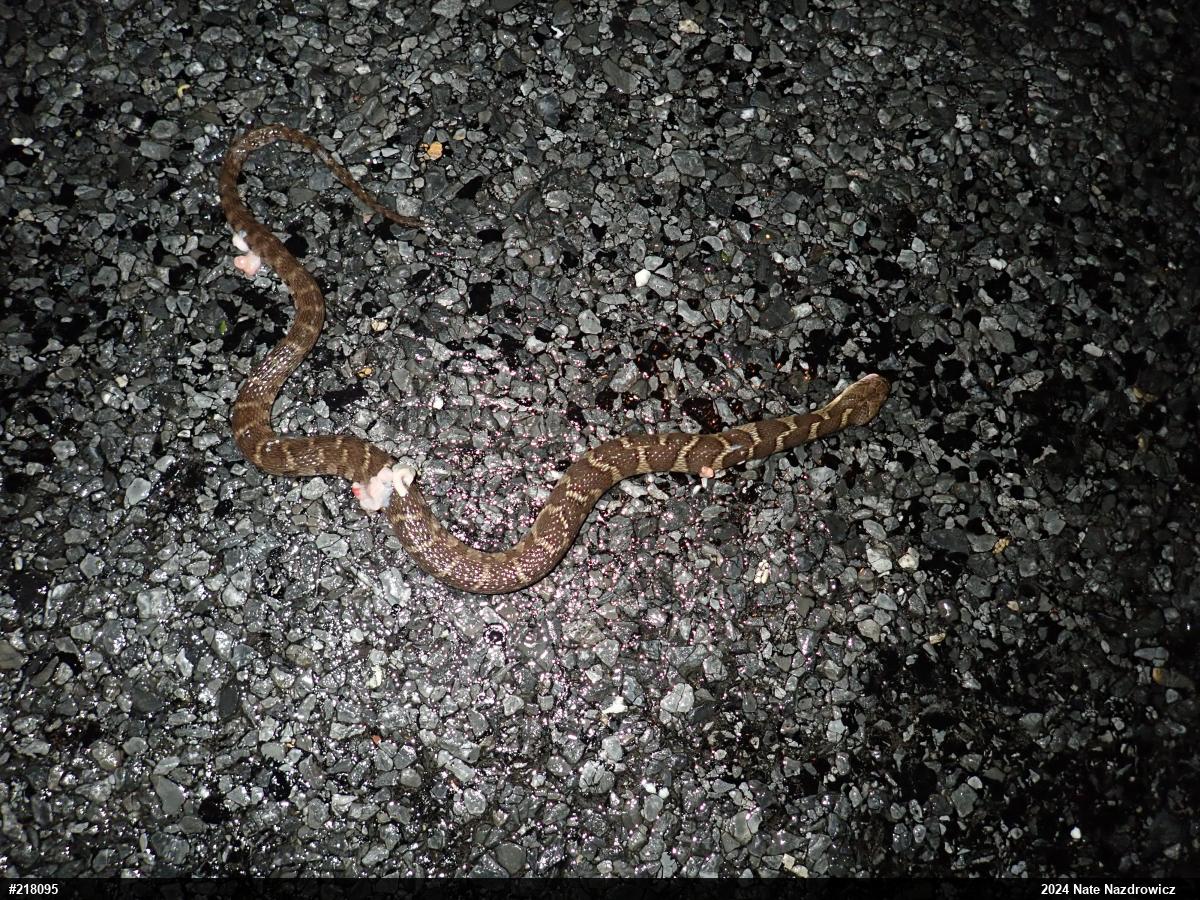 Northern Watersnake