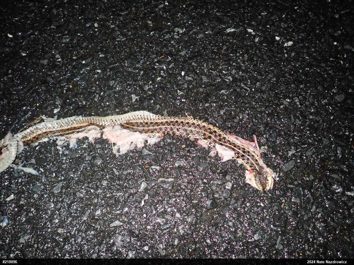 Eastern Gartersnake