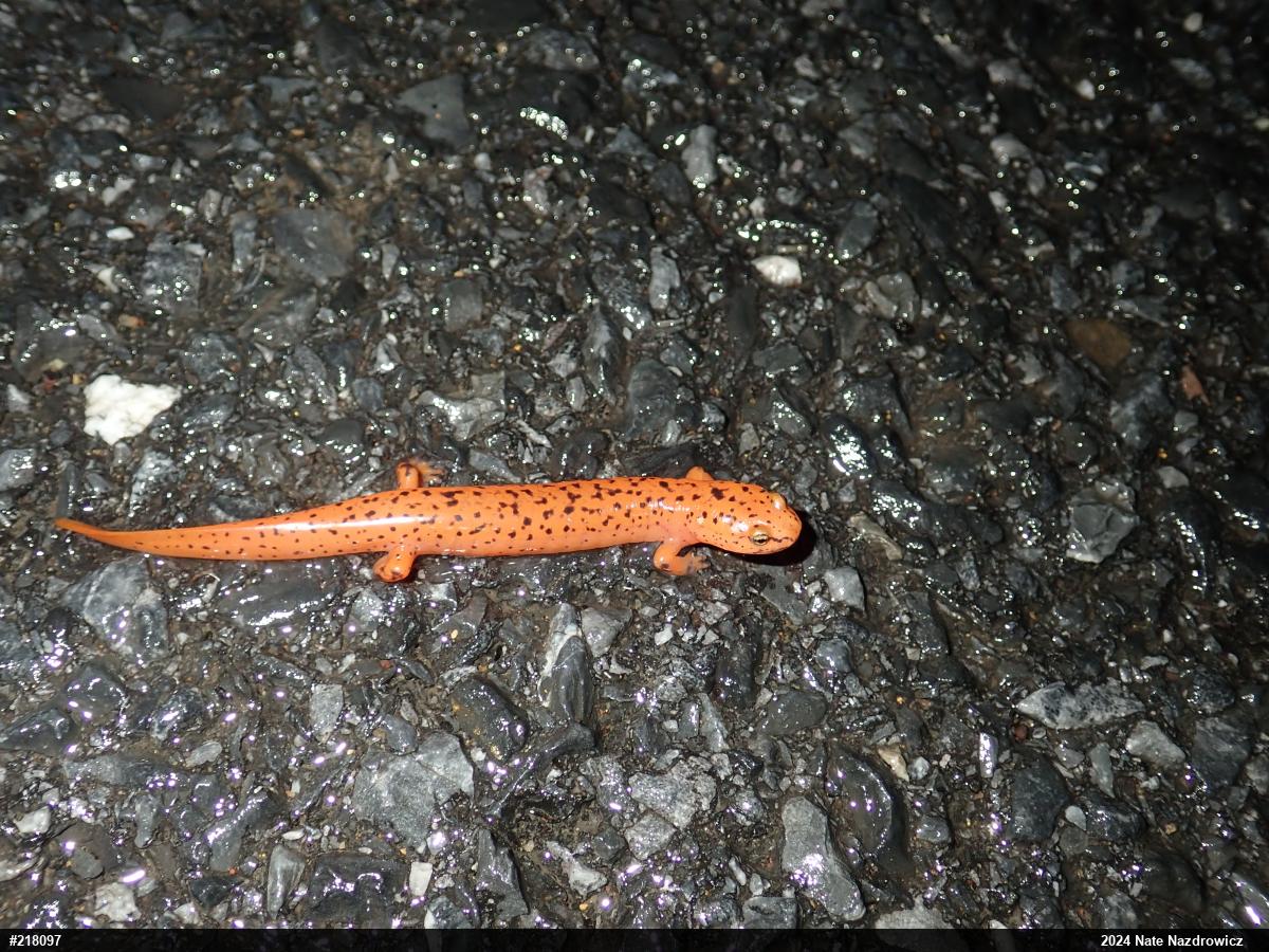 Northern Red Salamander