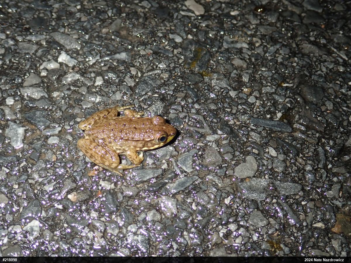 Green Frog