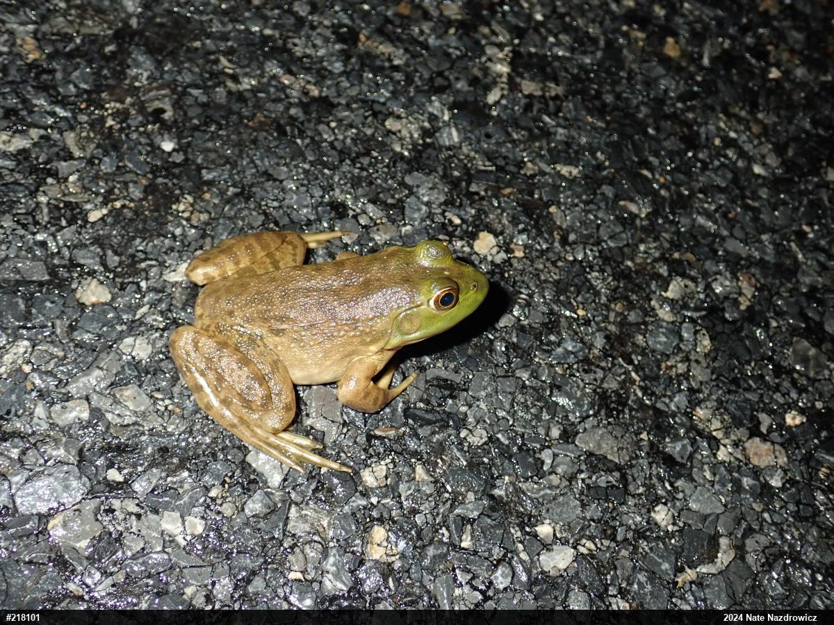 American Bullfrog