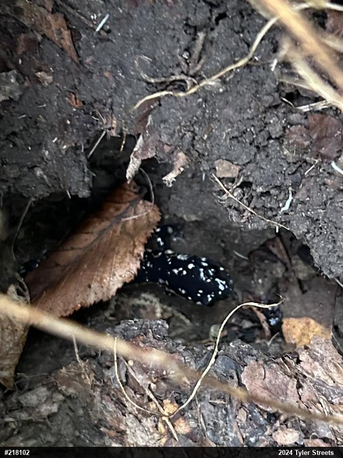 Northern Slimy Salamander