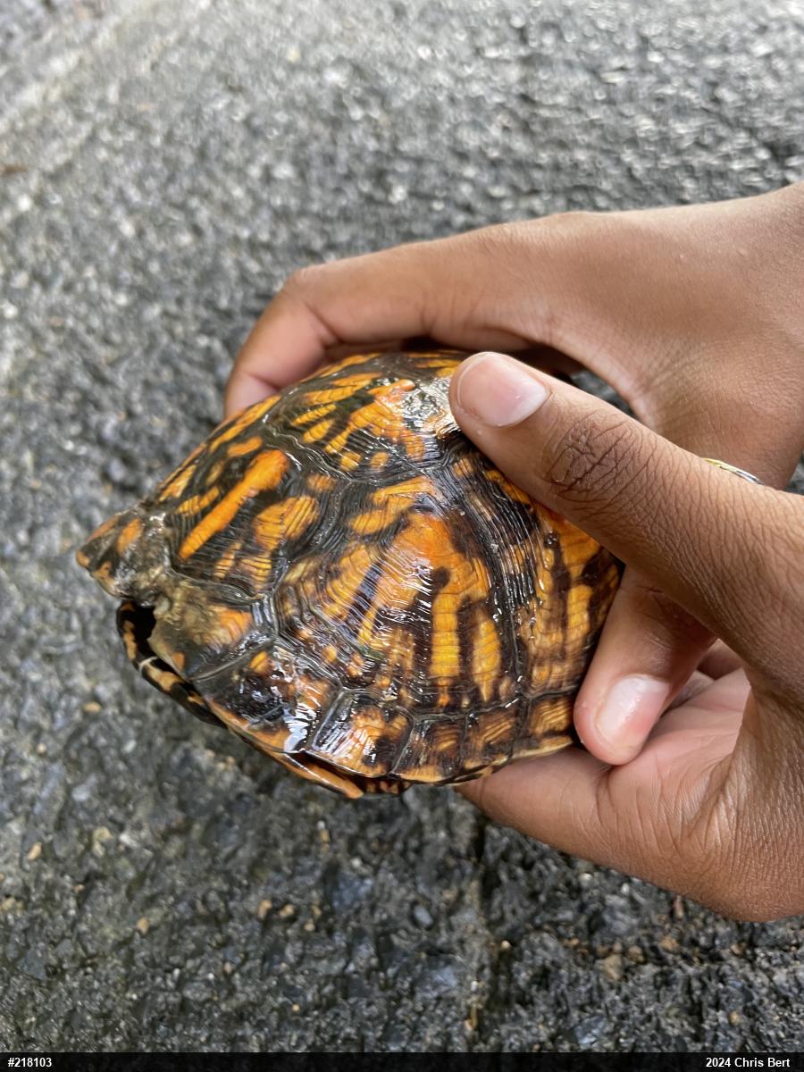 Eastern Box Turtle