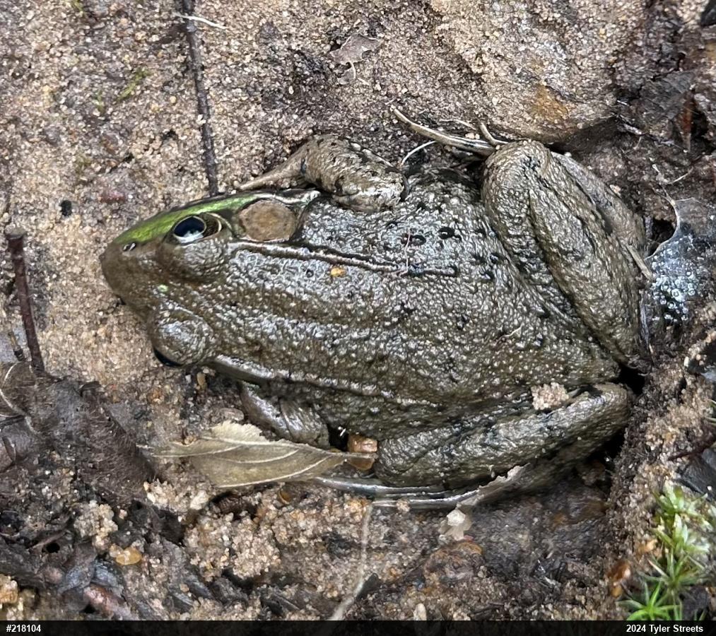 Green Frog