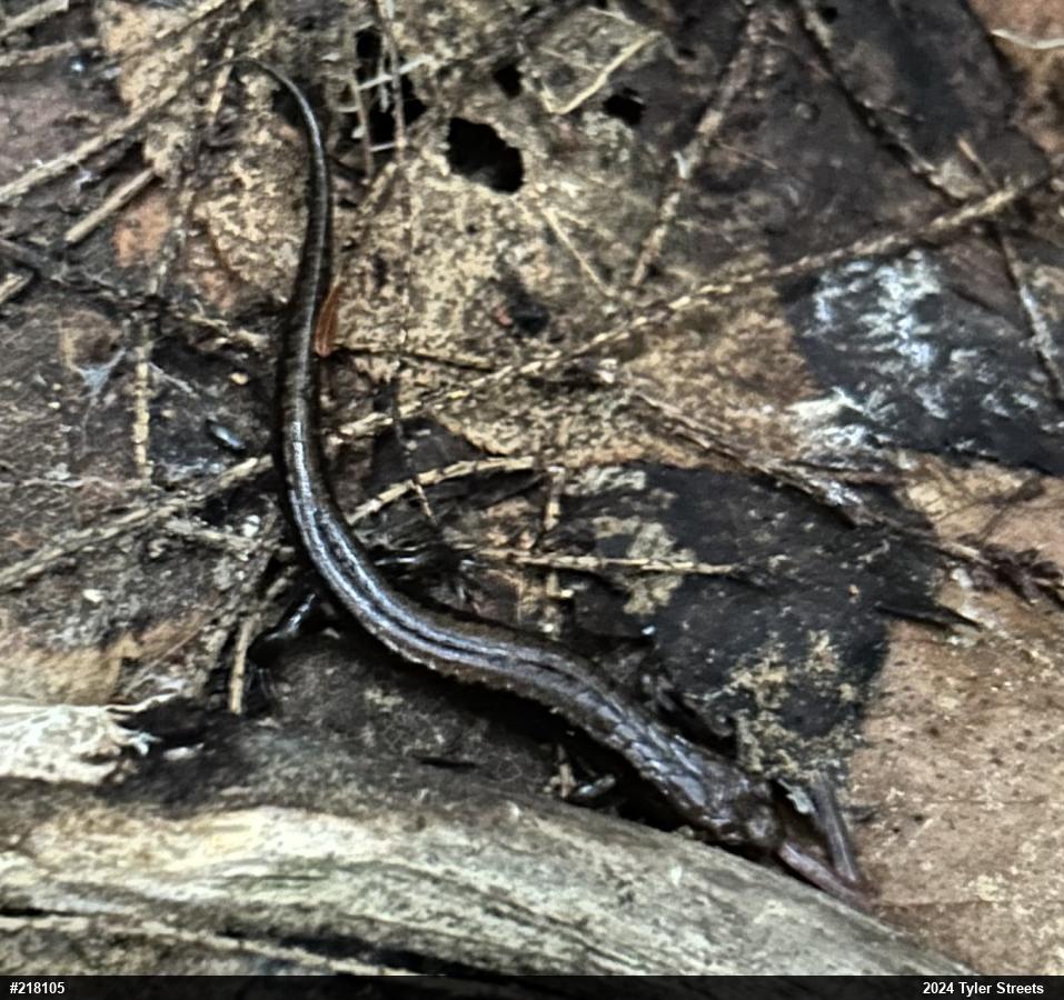 Allegheny Mountain Dusky Salamander