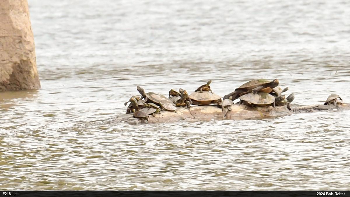 Northern Map Turtle