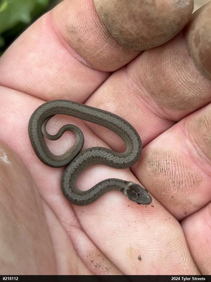 Dekay's Brownsnake