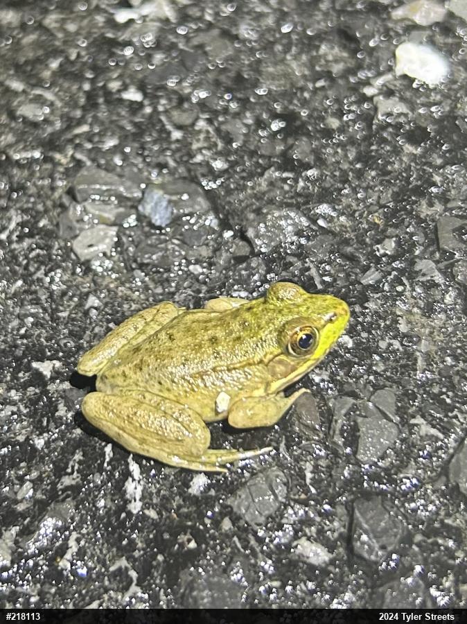 Green Frog