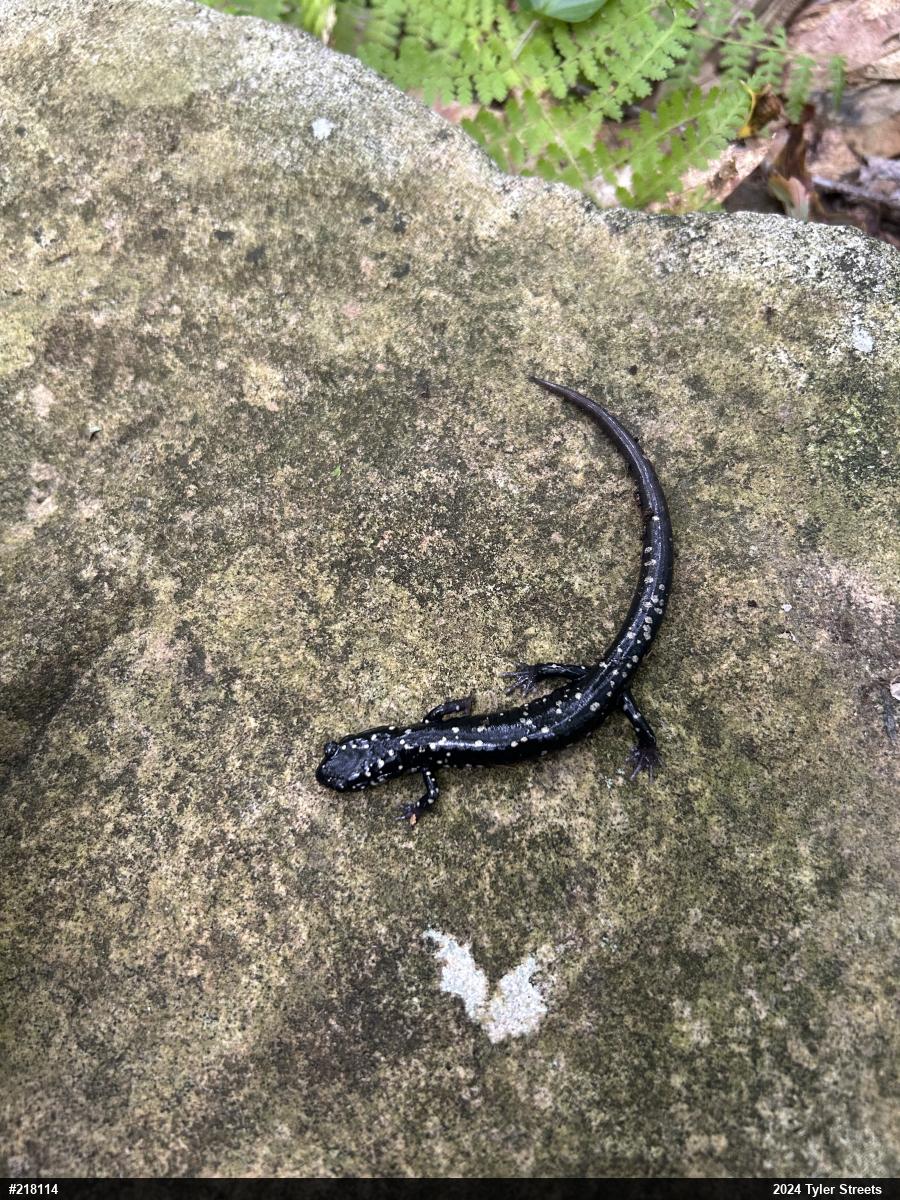 Northern Slimy Salamander