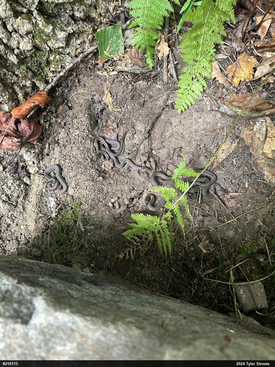 Eastern Gartersnake