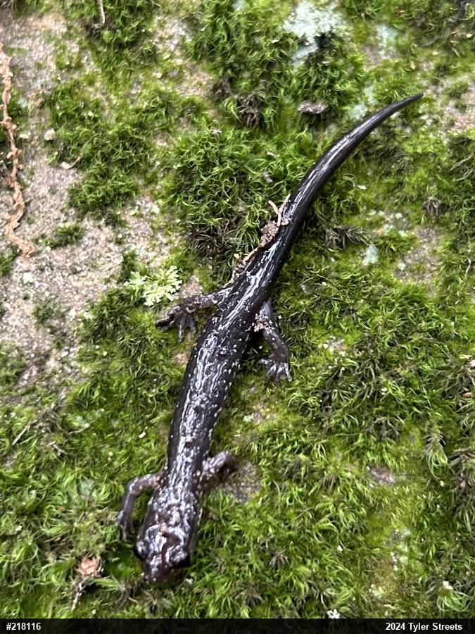 Wehrle's Salamander