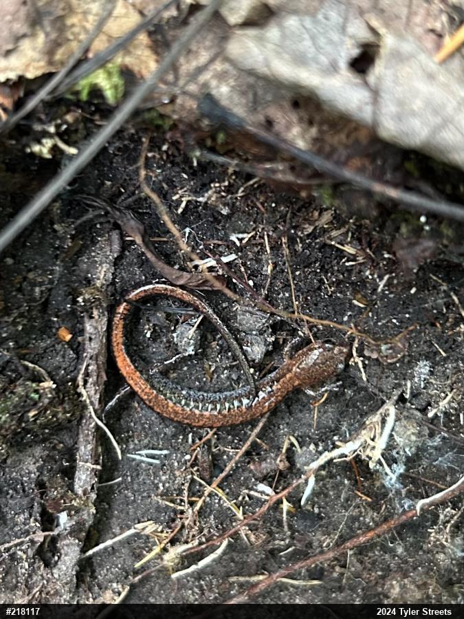 Eastern Red-backed  Salamander