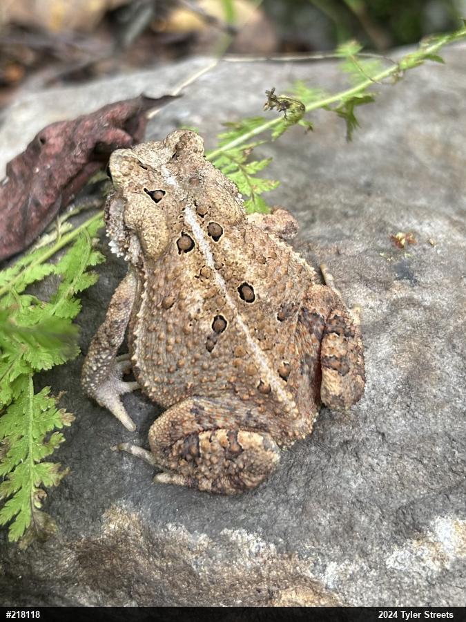 Eastern American Toad